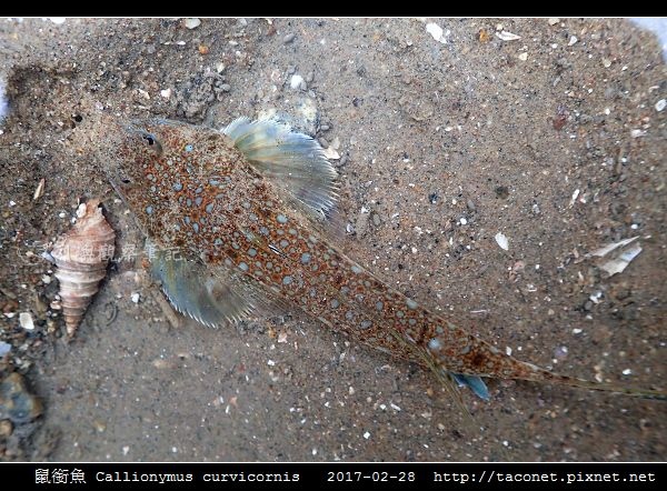 鼠銜魚 Callionymus curvicornis_2.jpg 鼠銜魚 Callionymus curvicornis_2.jpg
