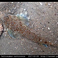 鼠銜魚 Callionymus curvicornis_2.jpg