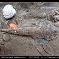 鼠銜魚 Callionymus curvicornis_3.jpg