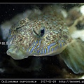 鼠銜魚 Callionymus curvicornis_5.jpg