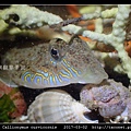 鼠銜魚 Callionymus curvicornis_7.jpg