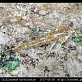鼠銜魚 Callionymus curvicornis_8.jpg