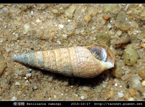 瘦海蜷 Batillaria cumingi_6.jpg 瘦海蜷 Batillaria cumingi_6.jpg