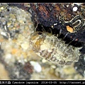 日本尾突水蝨 Cymodoce japonica_3.jpg