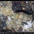 日本尾突水蝨 Cymodoce japonica_2.jpg
