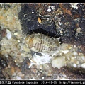 日本尾突水蝨 Cymodoce japonica_1.jpg