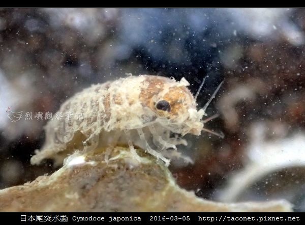 日本尾突水蝨 Cymodoce japonica_5.jpg