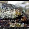 日本尾突水蝨 Cymodoce japonica_4.jpg