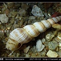 頂尖海螄螺 Acrilla acuminate_3.jpg