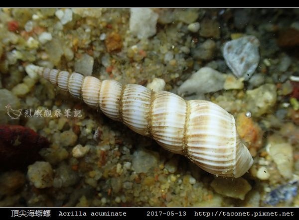 頂尖海螄螺 Acrilla acuminate_7.jpg