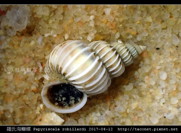 羅氏海螄螺 Papyriscala robillardi_01.jpg