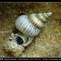 羅氏海螄螺 Papyriscala robillardi_05.jpg