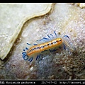 厚多鏈蟲 Myrianida pachycera_5.jpg