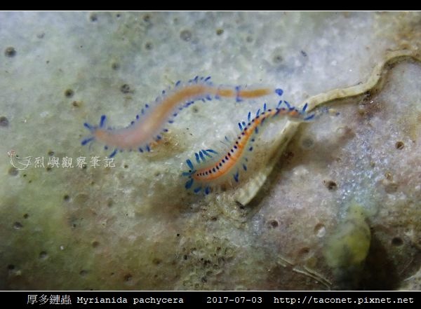 厚多鏈蟲 Myrianida pachycera_9.jpg