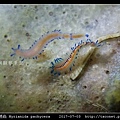 厚多鏈蟲 Myrianida pachycera_9.jpg