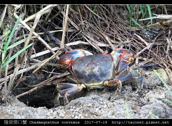 隆背張口蟹 Chasmagnathus convexus_17.jpg 隆背張口蟹 Chasmagnathus convexus_17.jpg