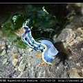 節慶高澤海蛞蝓 Hypselodoris festiva_01.jpg