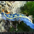節慶高澤海蛞蝓 Hypselodoris festiva_02.jpg