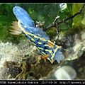 節慶高澤海蛞蝓 Hypselodoris festiva_03.jpg