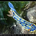 節慶高澤海蛞蝓 Hypselodoris festiva_04.jpg