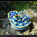 節慶高澤海蛞蝓 Hypselodoris festiva_06.jpg