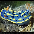 節慶高澤海蛞蝓 Hypselodoris festiva_05.jpg