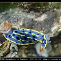 節慶高澤海蛞蝓 Hypselodoris festiva_07.jpg