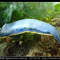 節慶高澤海蛞蝓 Hypselodoris festiva_08.jpg