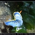節慶高澤海蛞蝓 Hypselodoris festiva_09.jpg