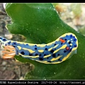 節慶高澤海蛞蝓 Hypselodoris festiva_10.jpg