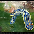 節慶高澤海蛞蝓 Hypselodoris festiva_11.jpg