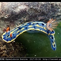 節慶高澤海蛞蝓 Hypselodoris festiva_13.jpg