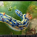 節慶高澤海蛞蝓 Hypselodoris festiva_12.jpg