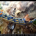 節慶高澤海蛞蝓 Hypselodoris festiva_14.jpg