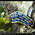 節慶高澤海蛞蝓 Hypselodoris festiva_15.jpg