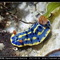 節慶高澤海蛞蝓 Hypselodoris festiva_16.jpg