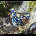 節慶高澤海蛞蝓 Hypselodoris festiva_17.jpg