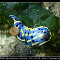 節慶高澤海蛞蝓 Hypselodoris festiva_18.jpg
