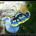節慶高澤海蛞蝓 Hypselodoris festiva_19.jpg