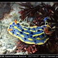 節慶高澤海蛞蝓 Hypselodoris festiva_21.jpg