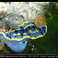 節慶高澤海蛞蝓 Hypselodoris festiva_20.jpg