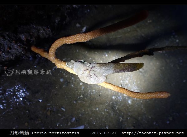 刀形鶯蛤 Pteria tortirostris_6.jpg
