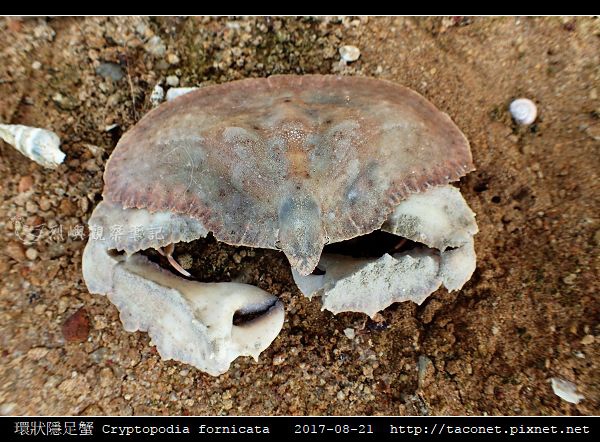 環狀隱足蟹 Cryptopodia fornicata_6.jpg 環狀隱足蟹 Cryptopodia fornicata_6.jpg