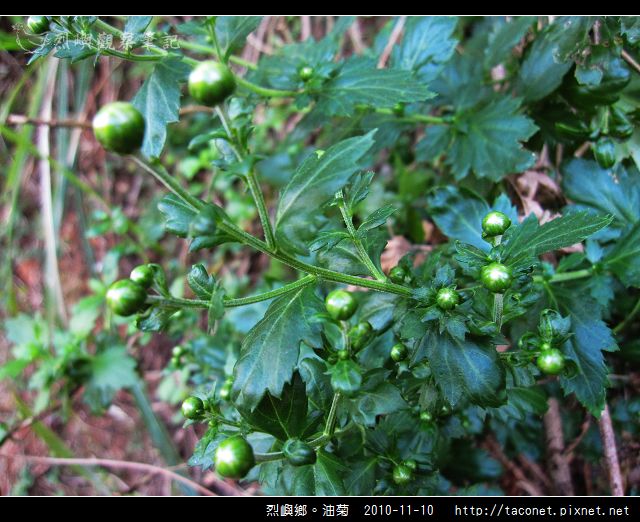 烈嶼鄉。油菊_06.jpg