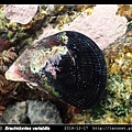 變化短齒蛤 Brachidontes variabilis_7.jpg