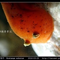 草莓叉棘海牛  Rostanga arbutus_02.jpg