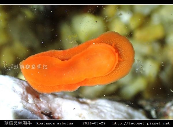 草莓叉棘海牛  Rostanga arbutus_06.jpg