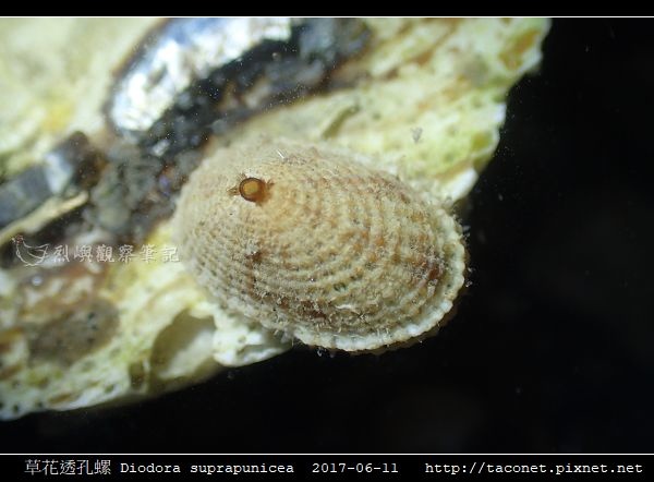 草花透孔螺 Diodora suprapunicea_4.jpg 草花透孔螺 Diodora suprapunicea_4.jpg