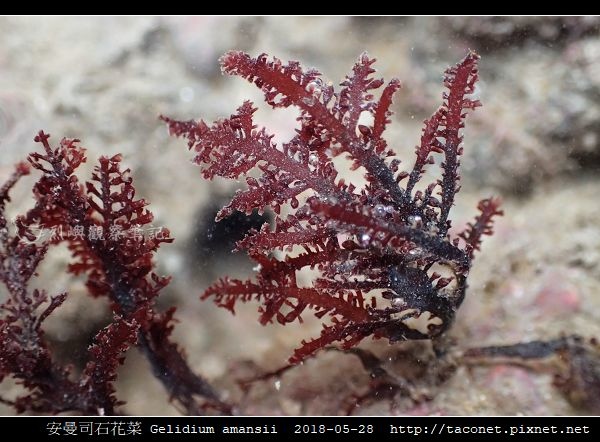 安曼司石花菜 Gelidium amansii_05.jpg