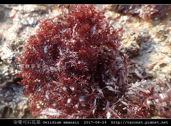 安曼司石花菜 Gelidium amansii_09.jpg